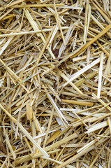 Hay texture. Harvesting in agriculture. Hay close-up.