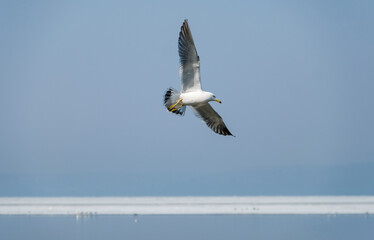 seagull