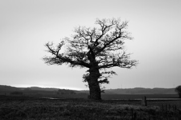 Eine sehr alte, knorrige und kahle Eiche in einer kargen deutschen Landschaft