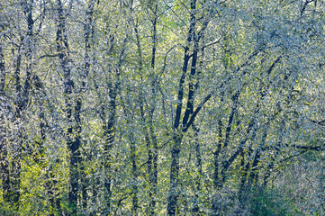 Hintergrundbilder, die den Frühling ankündigen.