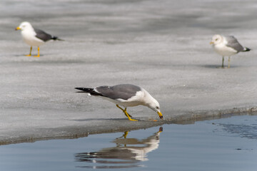 seagull