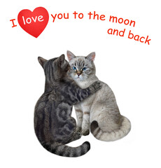 A gray cat hugs its ashen friend. I love you to the moon and back. White background. Isolated.