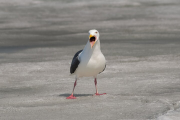 Obraz premium seagull