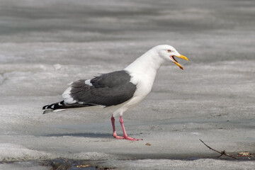 seagull