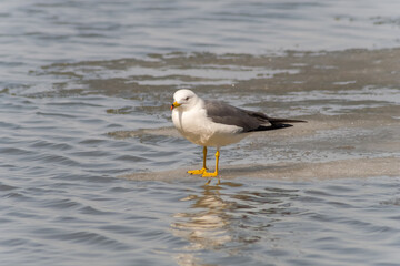seagull