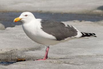 seagull