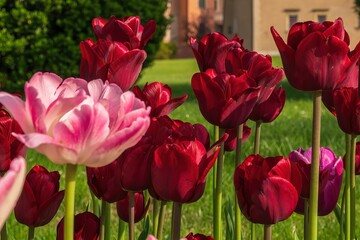 Wiosenne kwiaty tulipany w porannym słońcu