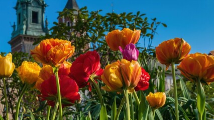 Wiosenne kwiaty tulipany w porannym słońcu - obrazy, fototapety, plakaty