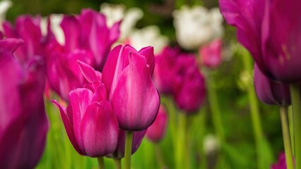 Obraz premium Wiosenne kwiaty tulipany w porannym słońcu