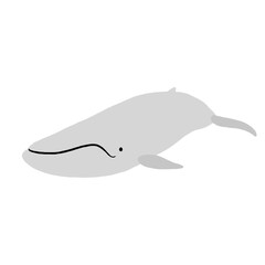 クジラ（シロナガスクジラ）