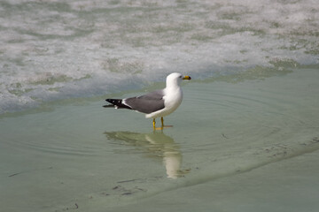 seagull