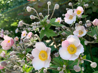 Anemone hupehensis bush close up. Blooming garden pink windflower under sunlight. Beautiful white japanese plant.