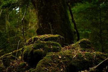 富士の樹海の苔