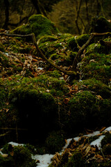 富士の樹海の苔