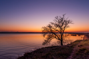 A silhouette of the old tree on the very edge of the shoreline in the evening