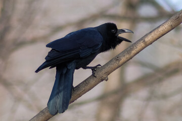 crow