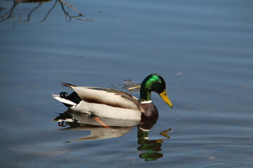 duck in the water