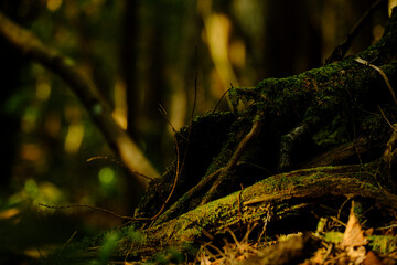 富士の樹海の苔