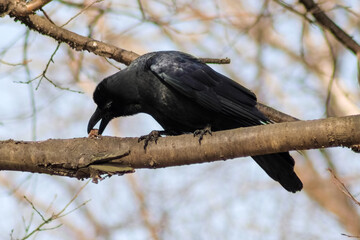crow