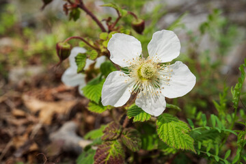 クサイチゴ（Rubus hirsutus）の花をクローズアップ／バラ科