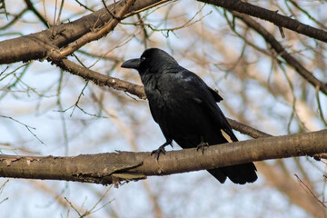 crow