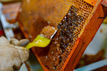 Process of manually opening the honeycomb, preparation for extracting honey