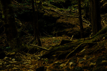 富士の樹海の苔