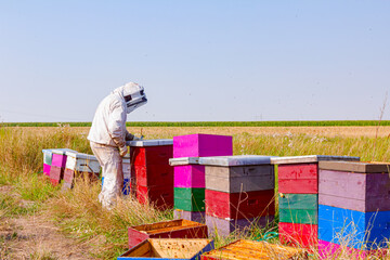 Apiarist, beekeeper is working in apiary, row of beehives, bee farm