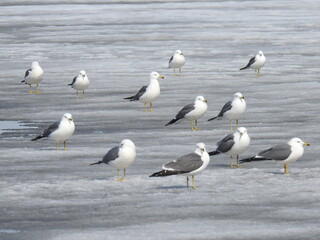 seagull on the ice