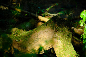富士の樹海の苔