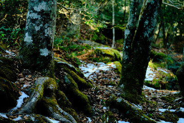 富士の樹海の苔