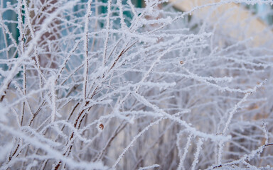 Snow and rime ice on the branches of bushes. Beautiful winter background with trees covered with hoarfrost. Plants in the park are covered with hoar frost. Cold snowy weather. Cool frosting texture.