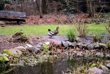 A couple of stalled ducks in a garden behind a pond