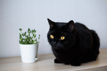 a black cat with yellow eyes sits on a table next to a succulent plant