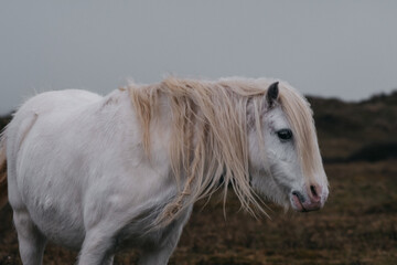 White horse with long hair portrait dark sky