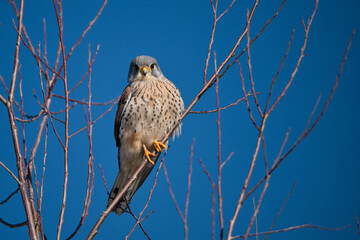 Kestrel tries to spot and catch prey