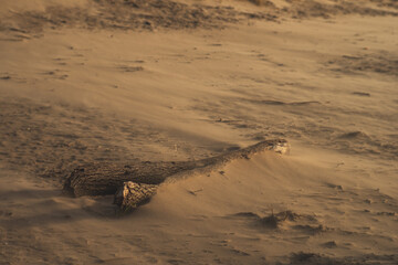 Fototapeta na wymiar Golden sand during sunset 