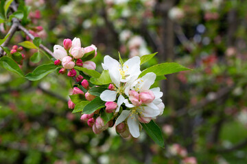 Obraz premium branch of apple tree with pink flowers on a background of flowering trees spring time