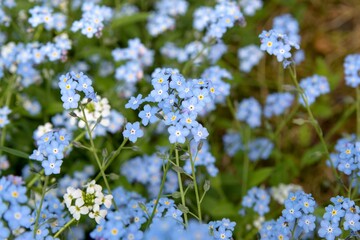 Obraz premium forget me not flowers