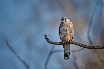 Kestrel tries to spot and catch prey