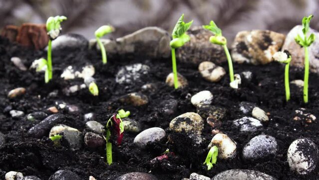 Growing plants in timelapse, Sprouts Germination newborn green bean Seed
