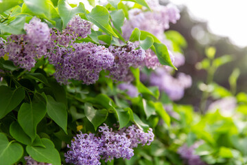 Fototapeta premium gardening, botany and flora concept - blooming lilac bush with at summer garden