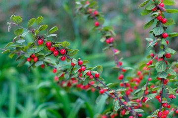 Obraz premium red berry