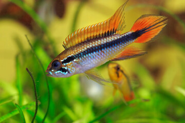 Apistogramma agassizii, Agassiz-Zwergbuntbarsch
