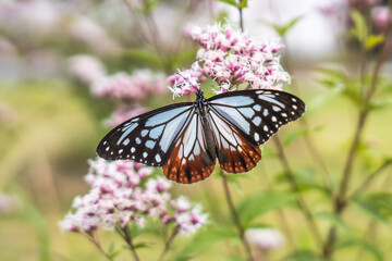 旅する蝶アサギマダラ