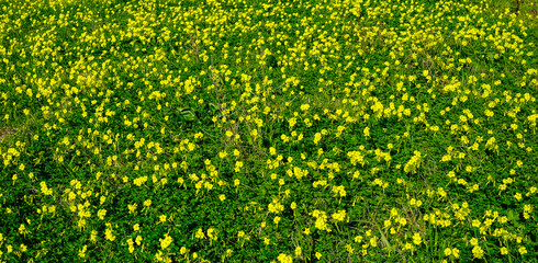 green meadow with yellow flowers. colorful nature