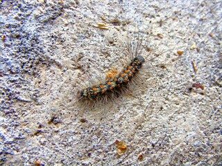 Colourful caterpillar on a pathway in spring