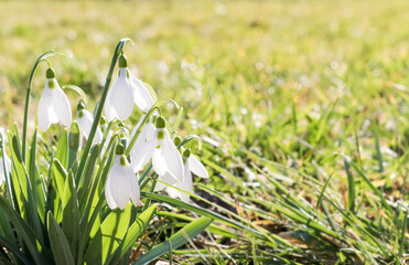 Snowdrop or common snowdrop (Galanthus nivalis) flowers.Snowdrops after the snow has melted. In the forest in the wild in spring snowdrops bloom. Selective focus