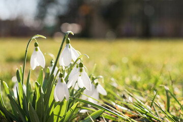 Snowdrop or common snowdrop (Galanthus nivalis) flowers.Snowdrops after the snow has melted. In the forest in the wild in spring snowdrops bloom. Selective focus