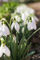 Snowdrop or common snowdrop (Galanthus nivalis) flowers.Snowdrops after the snow has melted. In the forest in the wild in spring snowdrops bloom. Selective focus